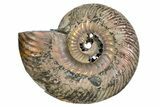 One Side Polished, Pyritized Fossil Ammonite - Russia #174998-1